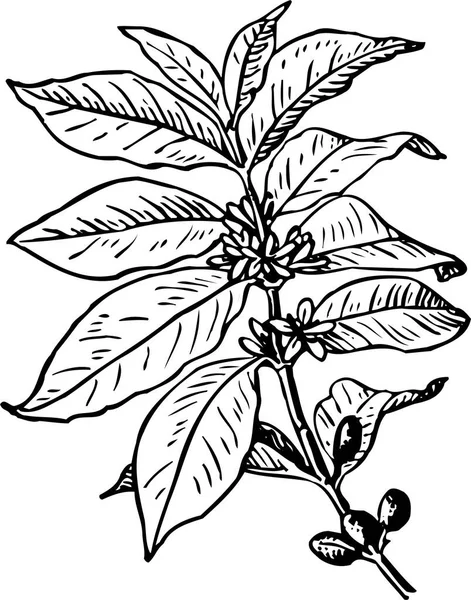 Ручний Намальований Ескіз Рослини — стоковий вектор