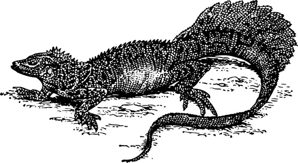 Vector Illustration Lizard — Stock Vector