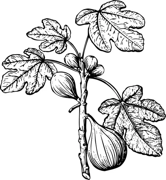 Dessin Noir Blanc Plante — Image vectorielle