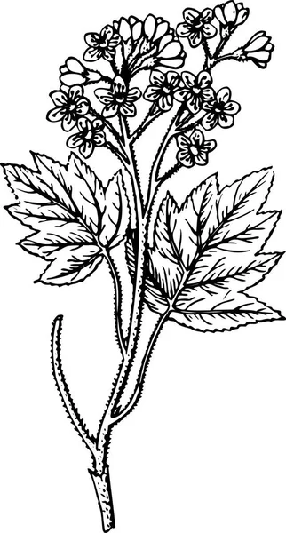 Növény Fekete Fehér Illusztrációja — Stock Vector