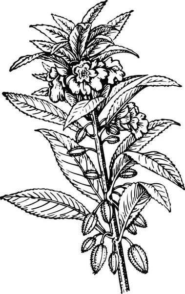 Une Fleur Couleur Noire Blanche — Image vectorielle