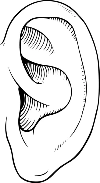 Черно Белый Векторный Рисунок Вручную Иллюстрация Уха — стоковый вектор