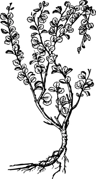 Векторный Рисунок Дерева — стоковый вектор