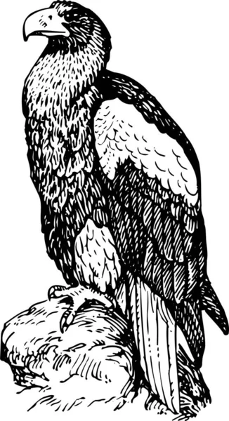 Ilustração Pássaro Preto Branco — Vetor de Stock