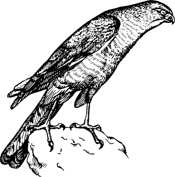 鸟类的木刻图解 — 图库矢量图片