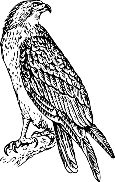 Black Eagle Vector Illustration — Stock Vector