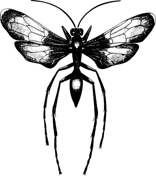 Croquis Vectoriel Dessiné Main Bug — Image vectorielle