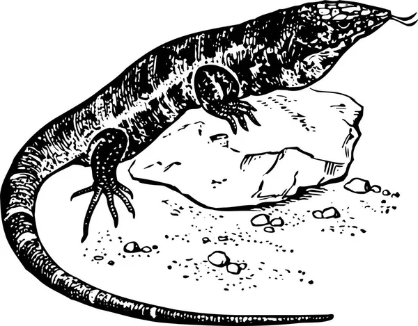 Black White Vector Illustration Cartoon Lizard — Stock Vector