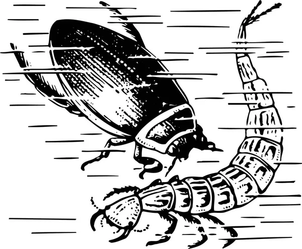 Ilustración Escarabajo Sobre Fondo Blanco — Archivo Imágenes Vectoriales