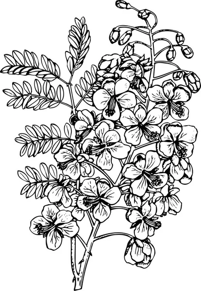 Desenho Vetorial Flores Pretas Brancas Elementos Florais — Vetor de Stock