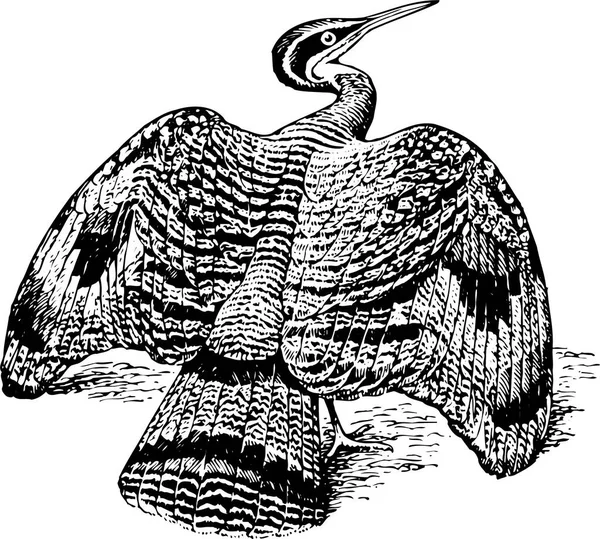 Illustration Vectorielle Noir Blanc Oiseau — Image vectorielle