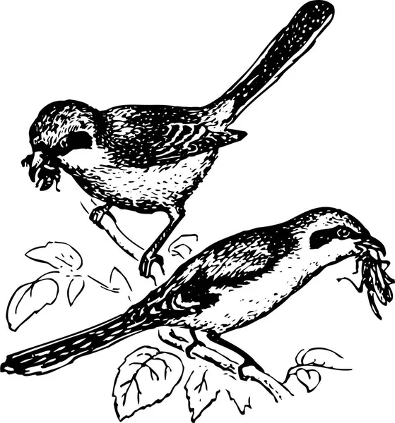 Gambar Kartun Vektor Hitam Dan Putih Dari Burung - Stok Vektor