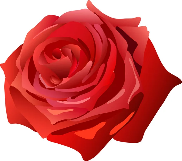 Vektor Illustration Der Roten Rose Blume — Stockvektor