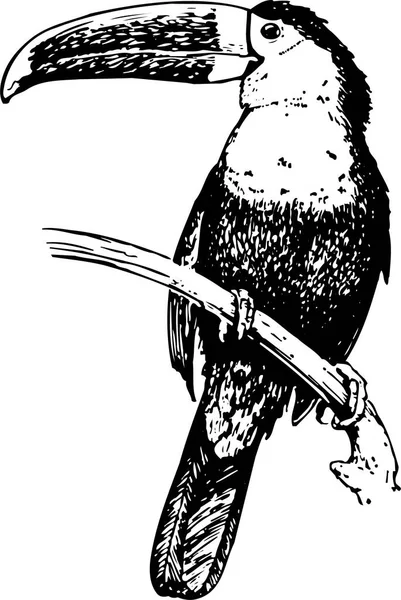 Векторная Иллюстрация Птицы — стоковый вектор