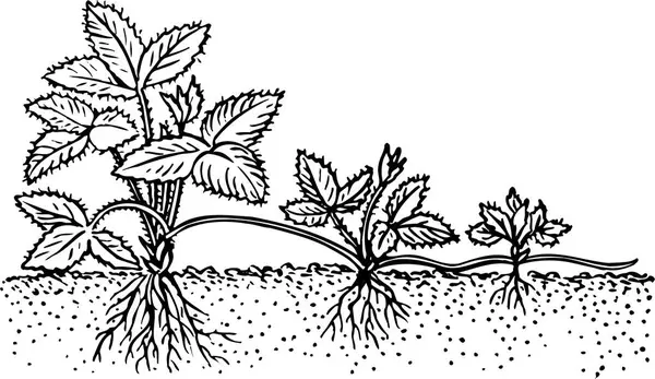 Vektor Illusztrációja Egy Növény — Stock Vector