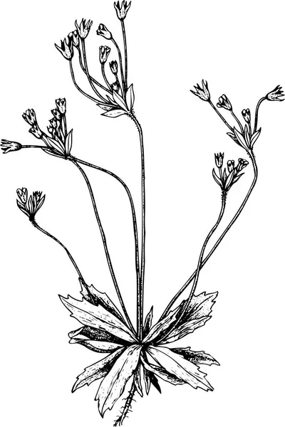 Illustration Med Växter Och Blommor — Stock vektor