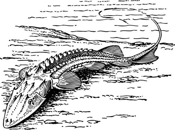 Ilustração Preto Branco Peixes — Vetor de Stock