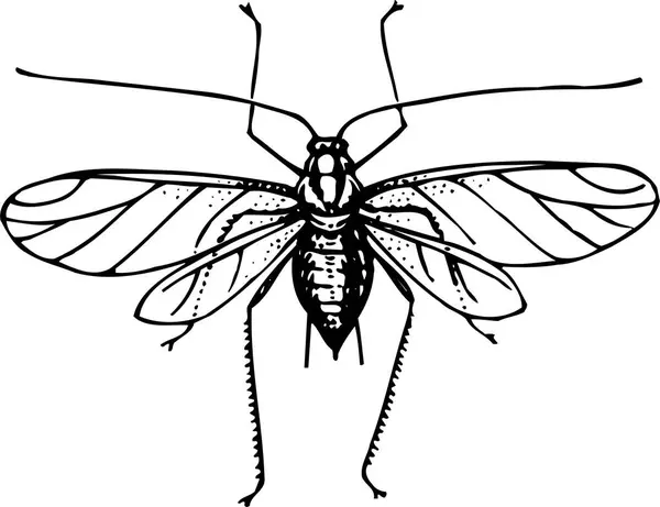 Schwarz Weiße Vektorillustration Von Insekten — Stockvektor