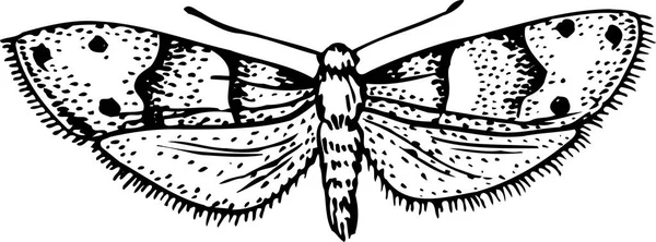 Motýl Motýl Můra Hmyz — Stockový vektor