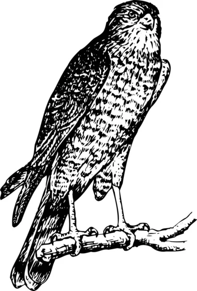 Illustrazione Vettoriale Bianco Nero Uccello — Vettoriale Stock