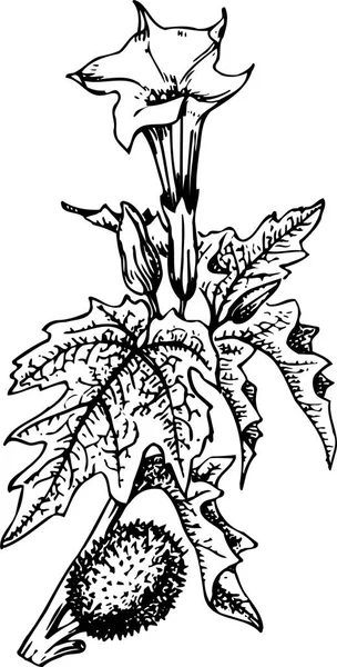 Ilustración Vectorial Una Flor — Archivo Imágenes Vectoriales