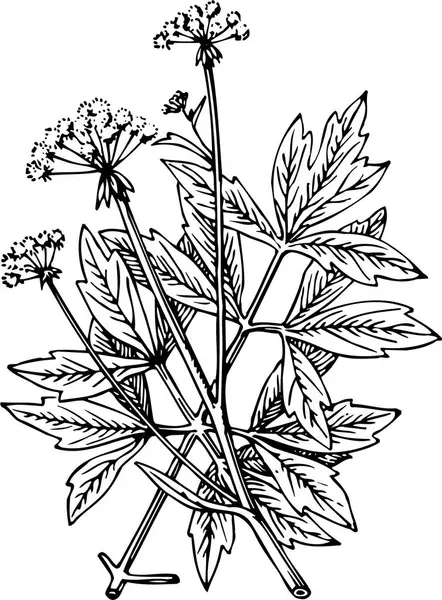 Hand Drawn Illustration Flower — Stock Vector