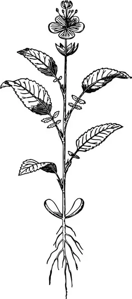 ベクターリーフ ボタニカルな植物学 花の春の葉と花の葉 白い背景に単離されたイラスト要素 — ストックベクタ