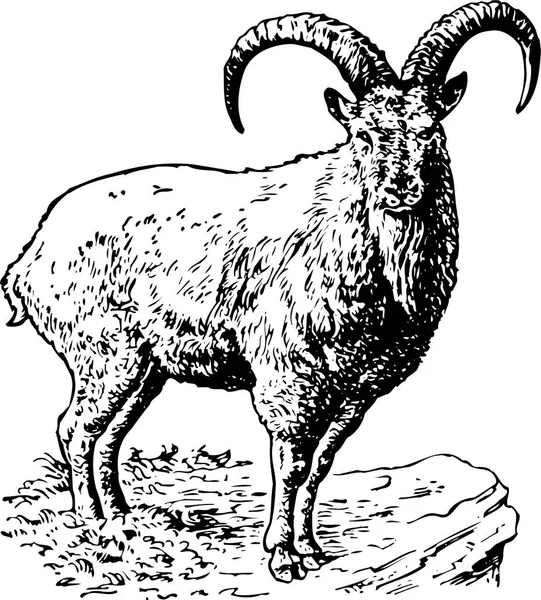 Vector Illustration Goat — Stock Vector