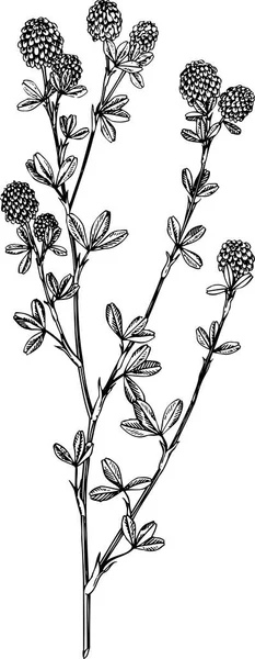 Векторная Черно Белая Чернильная Иллюстрация Ветви — стоковый вектор