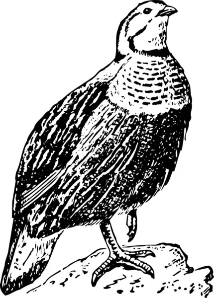 Ξυλογλυπτική Απεικόνιση Του Πτηνού — Διανυσματικό Αρχείο