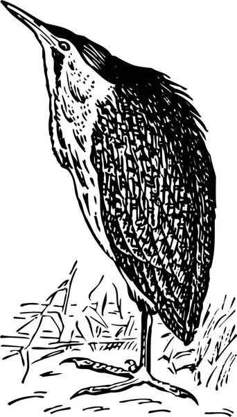 Czarno Białe Ilustracja Ptaka — Wektor stockowy