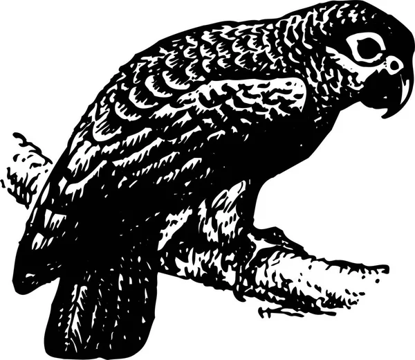 Schwarz Weiße Abbildung Eines Amerikanischen Adlers — Stockvektor