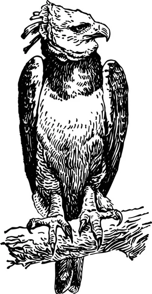 Schwarz Weiße Abbildung Des Adlers — Stockvektor
