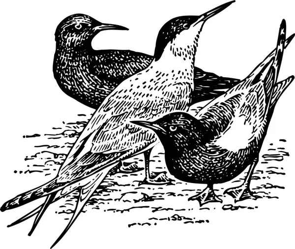Ilustracja Wektora Ptaków Tle — Wektor stockowy