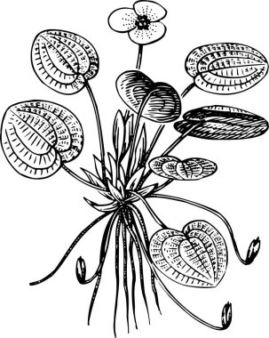 Bitkilerin, bitkilerin, bitkilerin, doğanın güzel sanat eserleri. vektör illüstrasyonu           