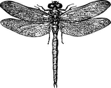 Yusufçuk beyaz arka plan üzerinde gösterimi