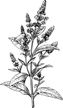 Çiçeksel elementlerle dekoratif arka plan, vektör illüstrasyonu     