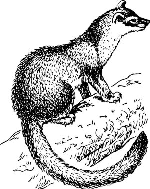 Beyaz zemin üzerinde izole edilmiş sarı boğazlı Marten (Martes flavigula) siyah ve beyaz vektör çizimi