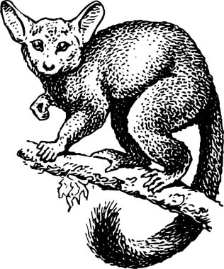 Beyaz arkaplanda izole edilmiş galago 'nun siyah ve beyaz vektör çizimi