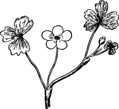 Yapraklı güzel bitkinin siyah-beyaz çizimi