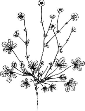 Çiçeklerin güzel bir el çiziminin vektör çizimi 