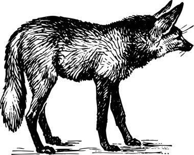 Tilki, siyah beyaz çizim. vektör.