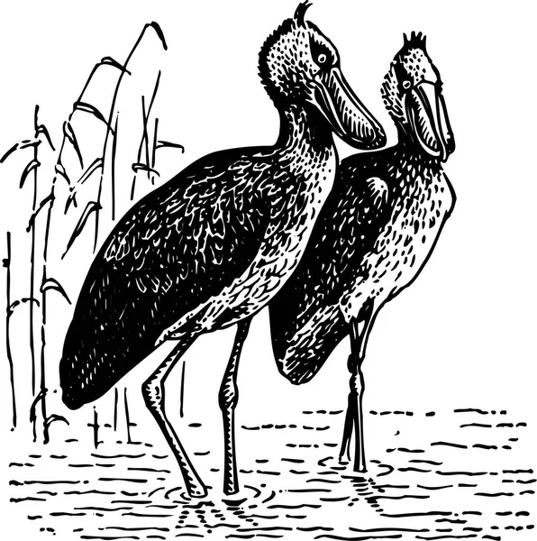 Schwarz Weiße Vektorillustration Von Vögeln — Stockvektor