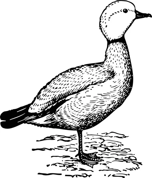 Illustration Bird Water — Stock Vector