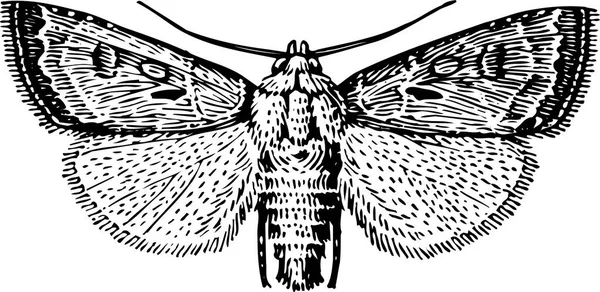 Ručně Kreslený Motýlí Obrázek — Stockový vektor
