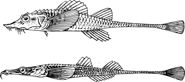 Fisch Handgezeichnete Vektorillustration — Stockvektor