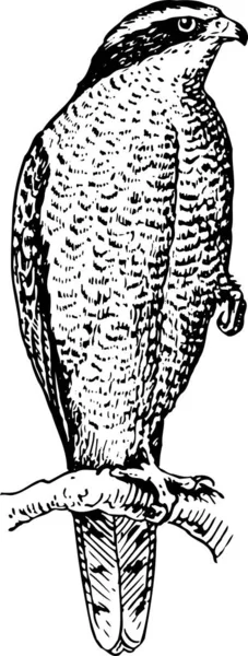 Illustration Eines Vogels — Stockvektor