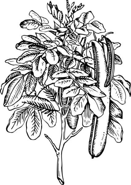 Ilustración Dibujada Mano Blanco Negro Ramas Árboles Con Frutos — Archivo Imágenes Vectoriales