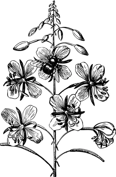 Vector Bloemen Zwart Wit Inkt Illustratie — Stockvector