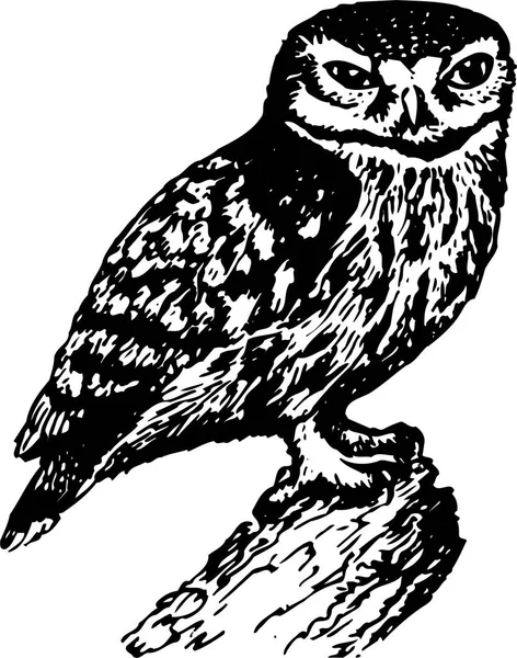 Owl White Background — Stock Vector